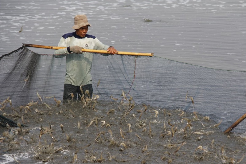 DN ngành tôm muốn giành miếng bánh thị phần cao cấp, Chủ tịch Sao Ta nói phải thực hiện điều này - Ảnh 1.