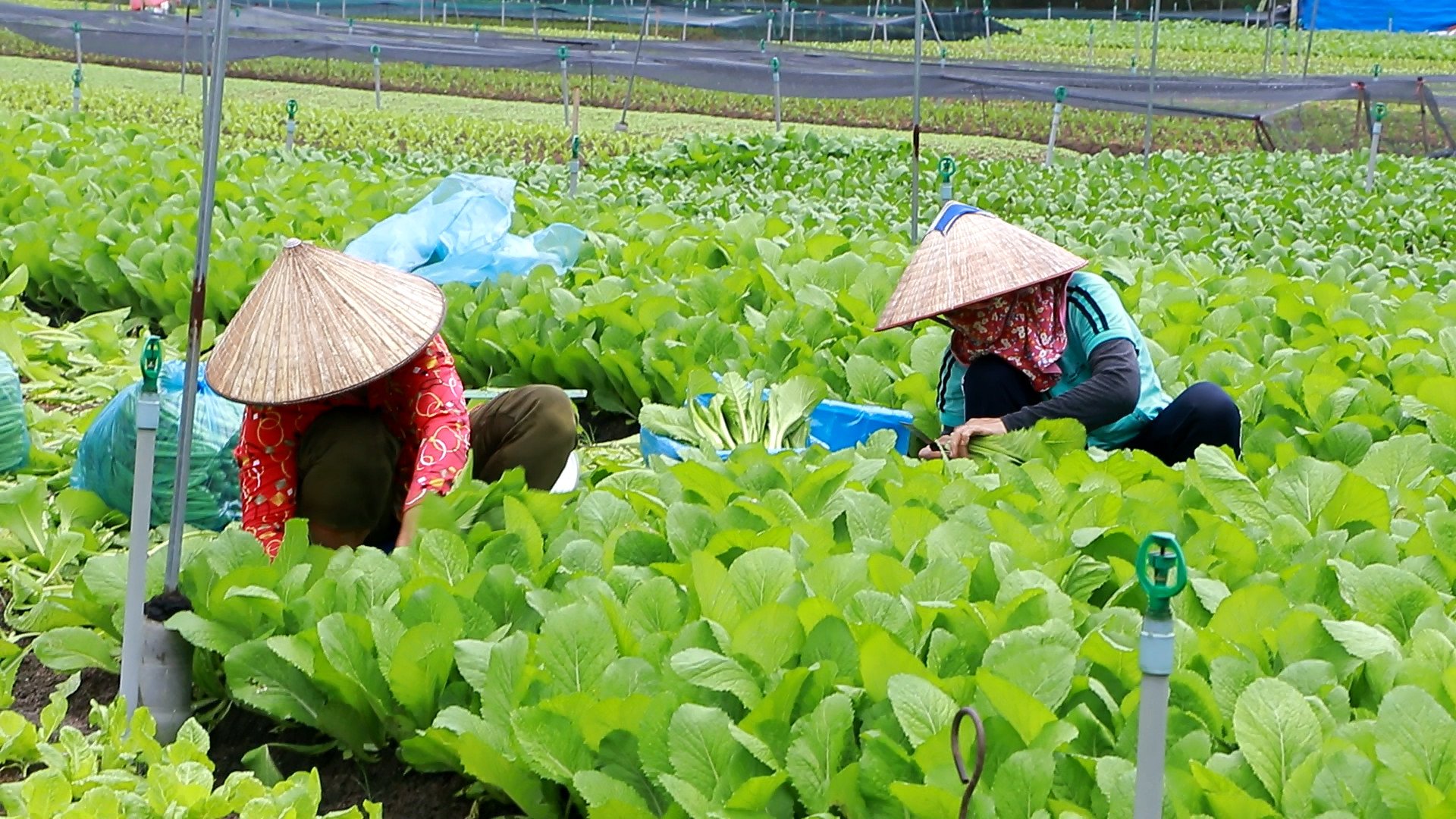 TP.HCM rất thiếu đất “danh chính ngôn thuận” làm nông nghiệp công nghệ cao - Ảnh 3.