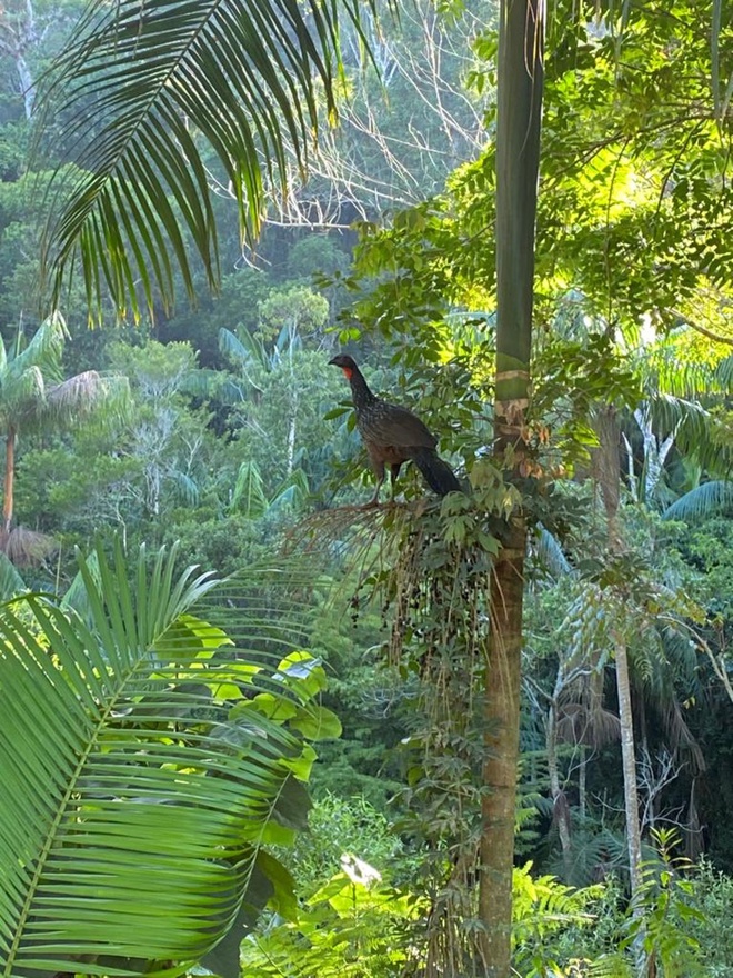 Độc lạ cà phê phân chim ở Brazil - Ảnh 1.