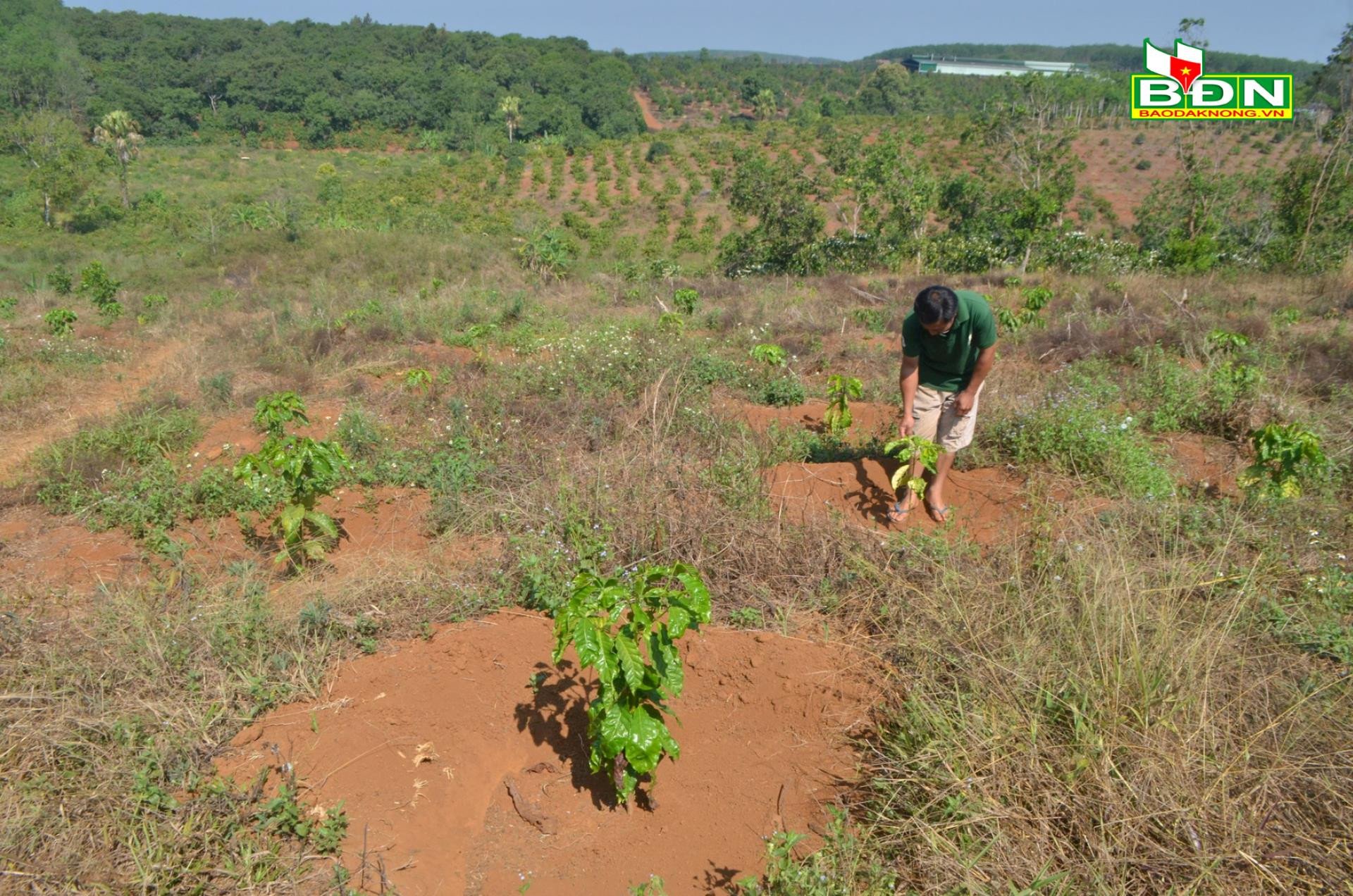 Ở Đắk Nông, cây cà phê giống bất ngờ bán chạy như tôm tươi, nhà vườn &quot;cháy hàng&quot; - Ảnh 2.