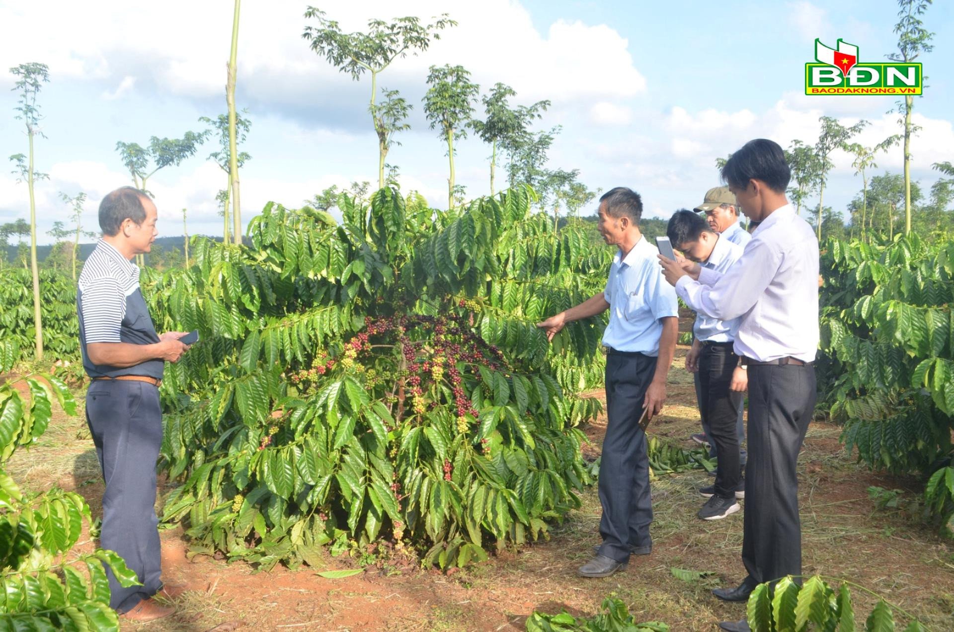 Ở Đắk Nông, cây cà phê giống bất ngờ bán chạy như tôm tươi, nhà vườn &quot;cháy hàng&quot; - Ảnh 1.