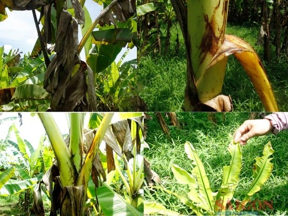 Loại cây ở Quảng Ngãi ra quả ngon, bổ dưỡng, xưa dùng tiến vua, nay đang lụi, nông dân lo - Ảnh 2.