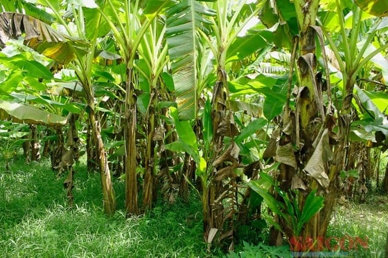 Loại cây ở Quảng Ngãi ra quả ngon, bổ dưỡng, xưa dùng tiến vua, nay đang lụi, nông dân lo - Ảnh 3.