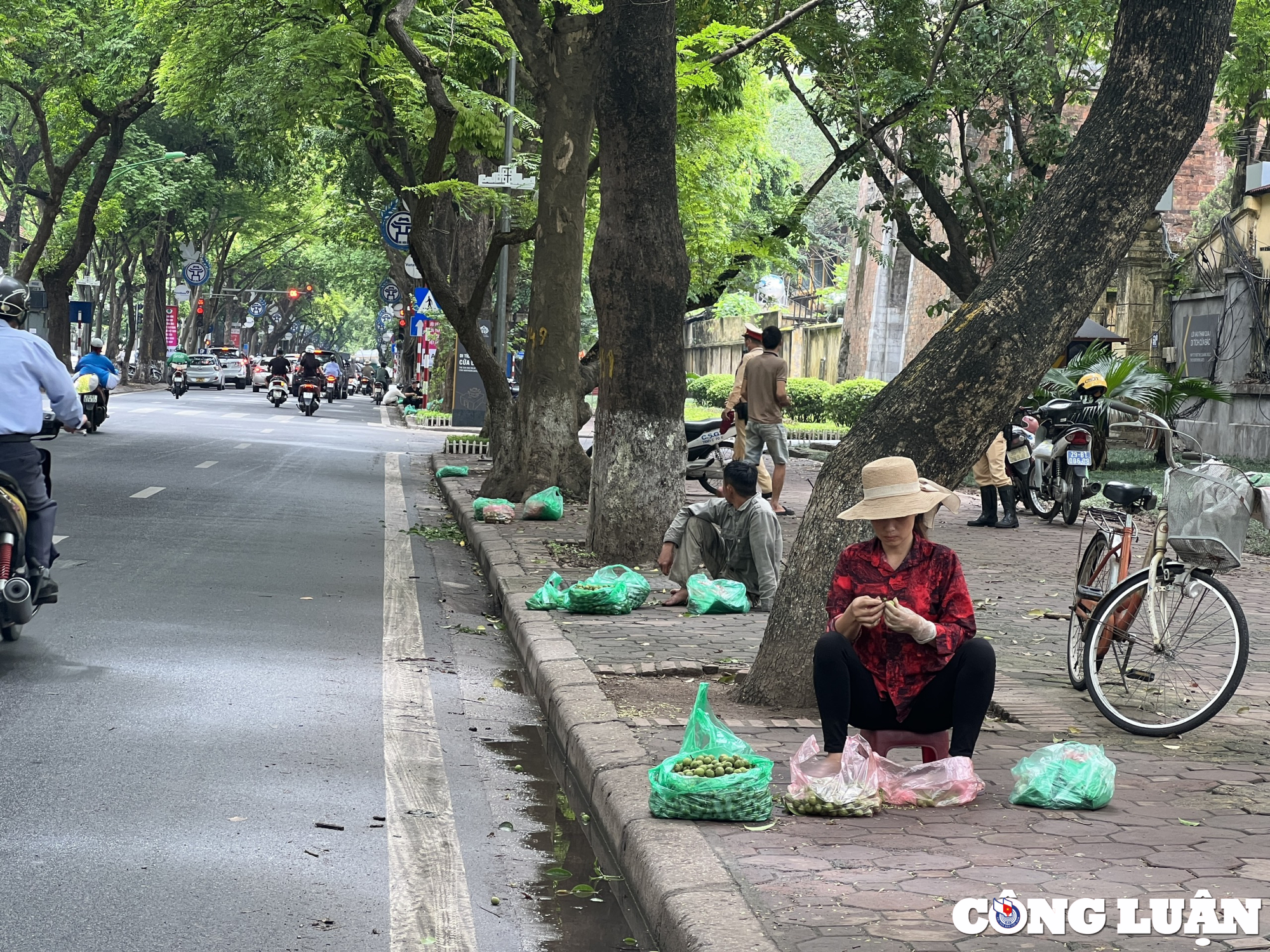 Hà Nội: Sấu vào mùa, người dân trèo, hái bán kiếm tiền triệu mỗi ngày - Ảnh 3.