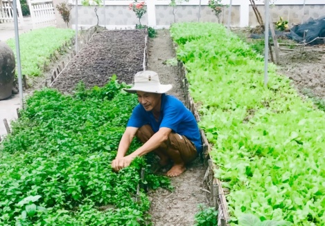 Trồng bao nhiêu loại rau xung quanh nhà mà một nông dân ở Cà Mau có thu nhập 20 triệu/tháng? - Ảnh 1.