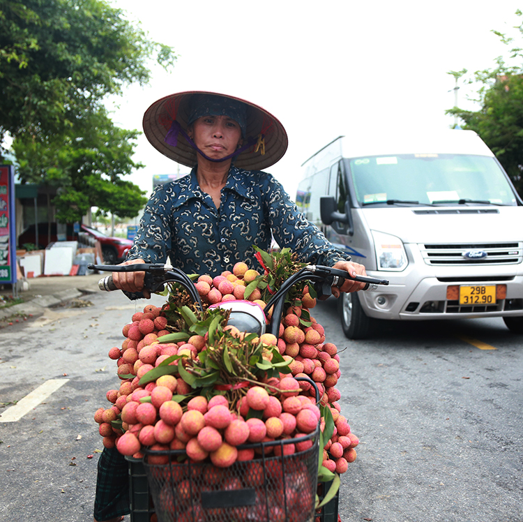 Vải thiều Thanh Hà vừa mất mùa vừa mất giá, nông dân xót xa bán buôn 15 nghìn đồng/kg - Ảnh 3. Vải thiều Thanh Hà vừa mất mùa vừa mất giá, nông dân xót xa bán buôn 15 nghìn đồng/kg - Ảnh 3.