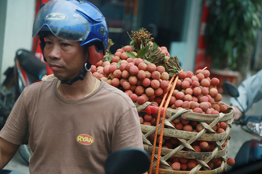 Vải thiều Thanh Hà vừa mất mùa vừa mất giá, nông dân xót xa bán buôn 15 nghìn đồng/kg - Ảnh 4. Vải thiều Thanh Hà vừa mất mùa vừa mất giá, nông dân xót xa bán buôn 15 nghìn đồng/kg - Ảnh 4.