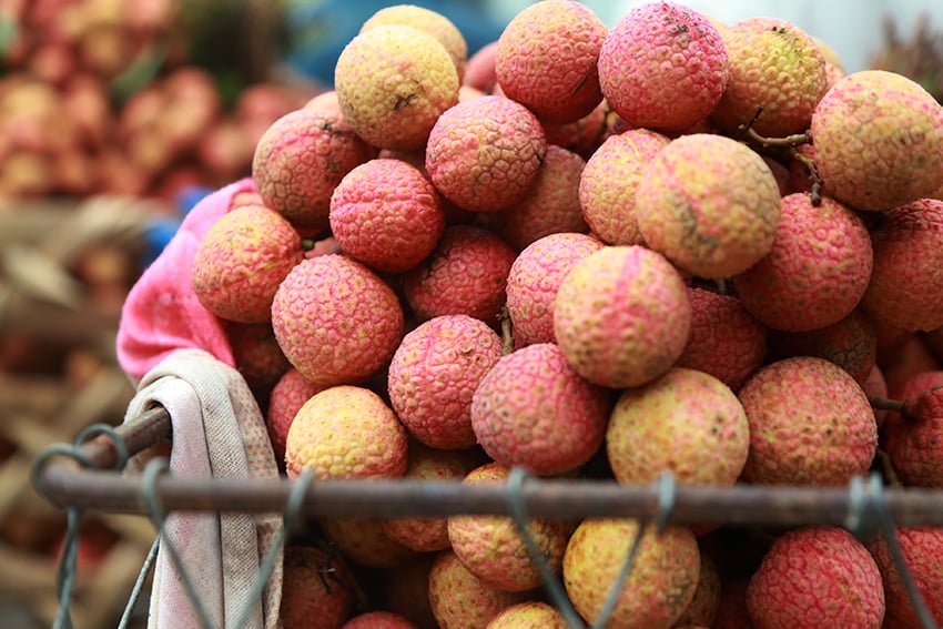 Vải thiều Thanh Hà vừa mất mùa vừa mất giá, nông dân xót xa bán buôn 15 nghìn đồng/kg - Ảnh 1. Vải thiều Thanh Hà vừa mất mùa vừa mất giá, nông dân xót xa bán buôn 15 nghìn đồng/kg - Ảnh 1.