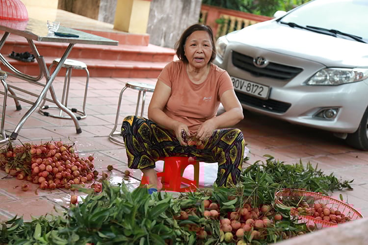Vải thiều Thanh Hà vừa mất mùa vừa mất giá, nông dân xót xa bán buôn 15 nghìn đồng/kg - Ảnh 10. Vải thiều Thanh Hà vừa mất mùa vừa mất giá, nông dân xót xa bán buôn 15 nghìn đồng/kg - Ảnh 10.
