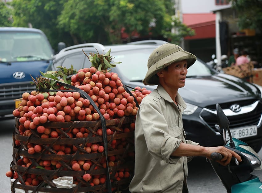 Vải thiều Thanh Hà vừa mất mùa vừa mất giá, nông dân xót xa bán buôn 15 nghìn đồng/kg - Ảnh 5. Vải thiều Thanh Hà vừa mất mùa vừa mất giá, nông dân xót xa bán buôn 15 nghìn đồng/kg - Ảnh 5.