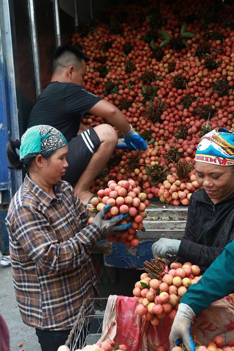 Vải thiều Thanh Hà vừa mất mùa vừa mất giá, nông dân xót xa bán buôn 15 nghìn đồng/kg - Ảnh 7. Vải thiều Thanh Hà vừa mất mùa vừa mất giá, nông dân xót xa bán buôn 15 nghìn đồng/kg - Ảnh 7.