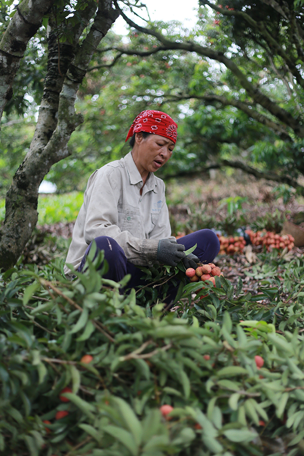 Vải thiều Thanh Hà vừa mất mùa vừa mất giá, nông dân xót xa bán buôn 15 nghìn đồng/kg - Ảnh 9. Vải thiều Thanh Hà vừa mất mùa vừa mất giá, nông dân xót xa bán buôn 15 nghìn đồng/kg - Ảnh 9.