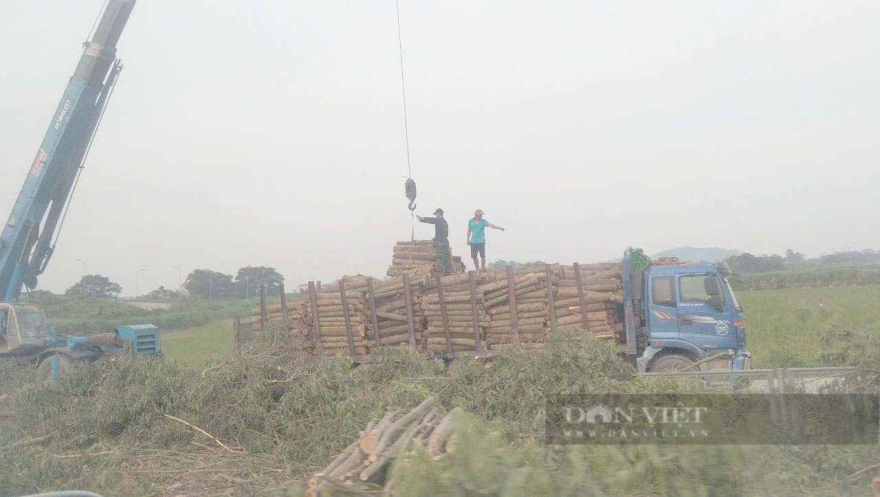 Chuyện gì xảy ra với hàng chục nghìn cây xanh bị chặt ở cao tốc Cầu Giẽ- Ninh Bình - Ảnh 8.