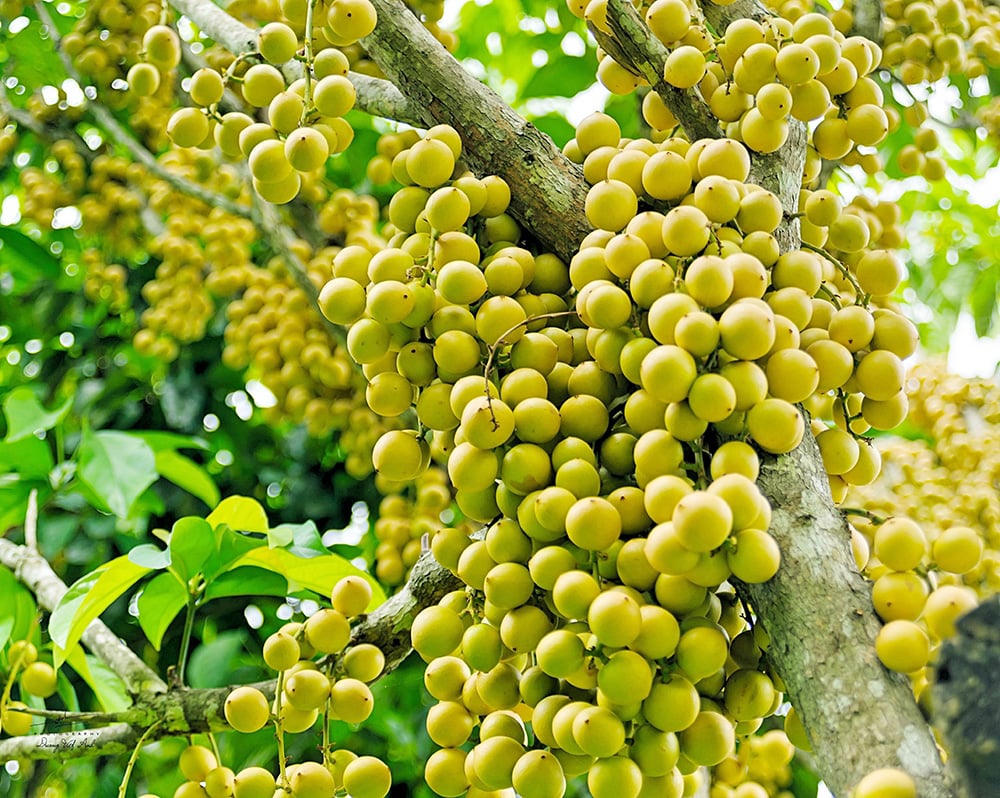  Thiên Cấm Sơn vào mùa cây trái xum xuê - Ảnh 2.