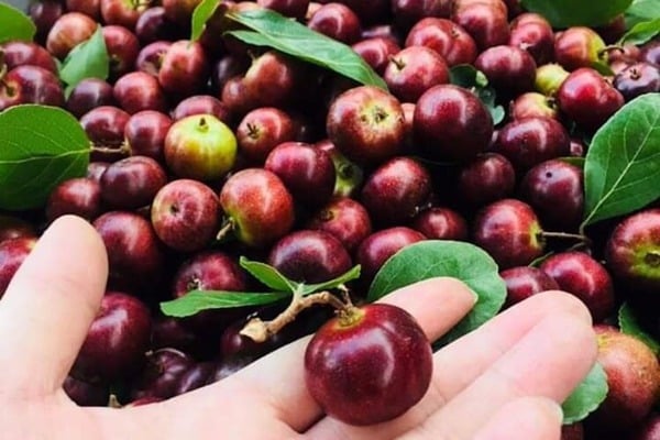  Thiên Cấm Sơn vào mùa cây trái xum xuê - Ảnh 5.