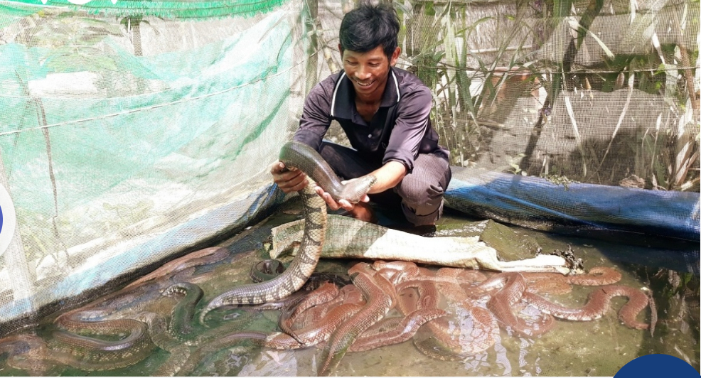 Nông dân sản xuất kinh doanh giỏi người Khmer ở Sóc Trăng thành công với mô hình trồng đa cây, nuôi đa con - Ảnh 2.
