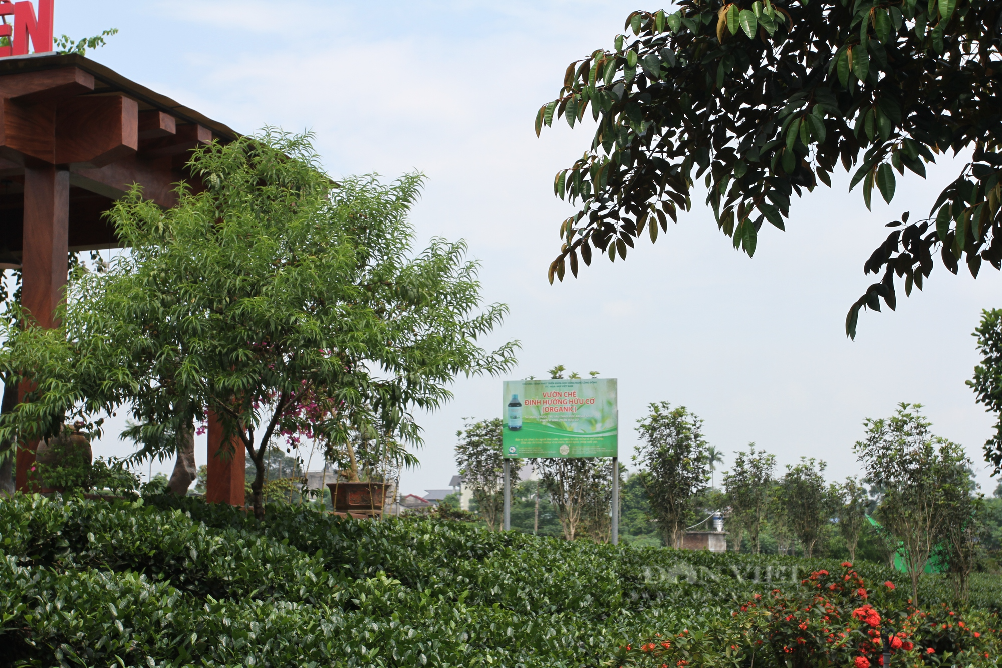 Phát triển du lịch sinh thái cộng đồng, một HTX chè Tân Cương Thái Nguyên có doanh thu hơn 1 tỷ đồng/năm - Ảnh 8.