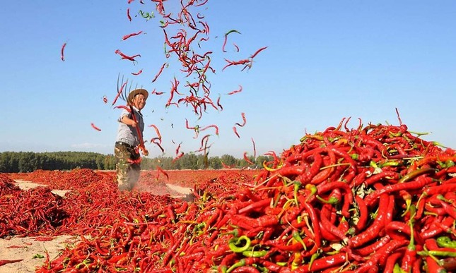 Hàn Quốc thu hồi ớt khô Việt Nam do vượt dư lượng thuốc trừ sâu - Ảnh 1.