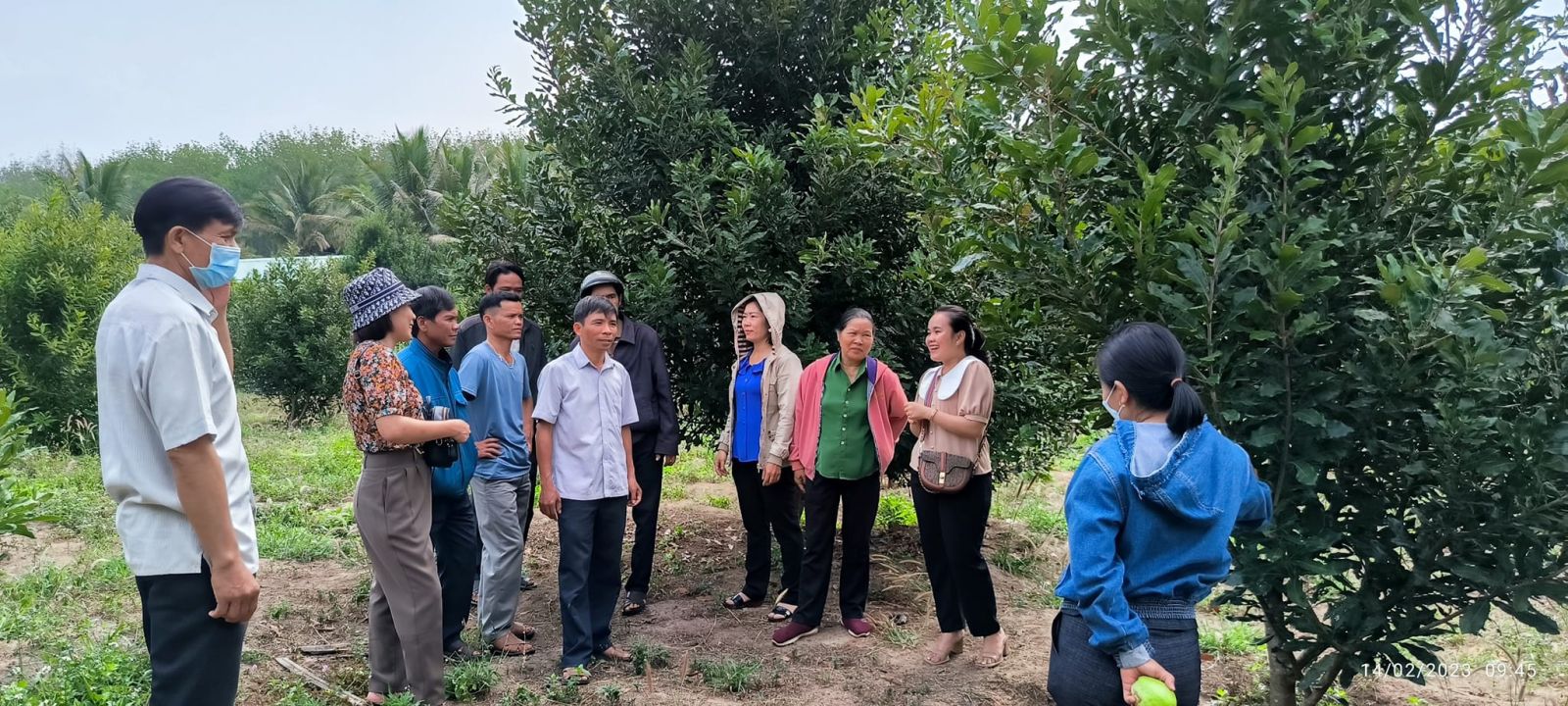 Loại cây cho hạt ăn bổ dưỡng, hỗ trợ giảm mỡ máu, ở huyện này của Kon Tum dân đang trồng thêm - Ảnh 4.