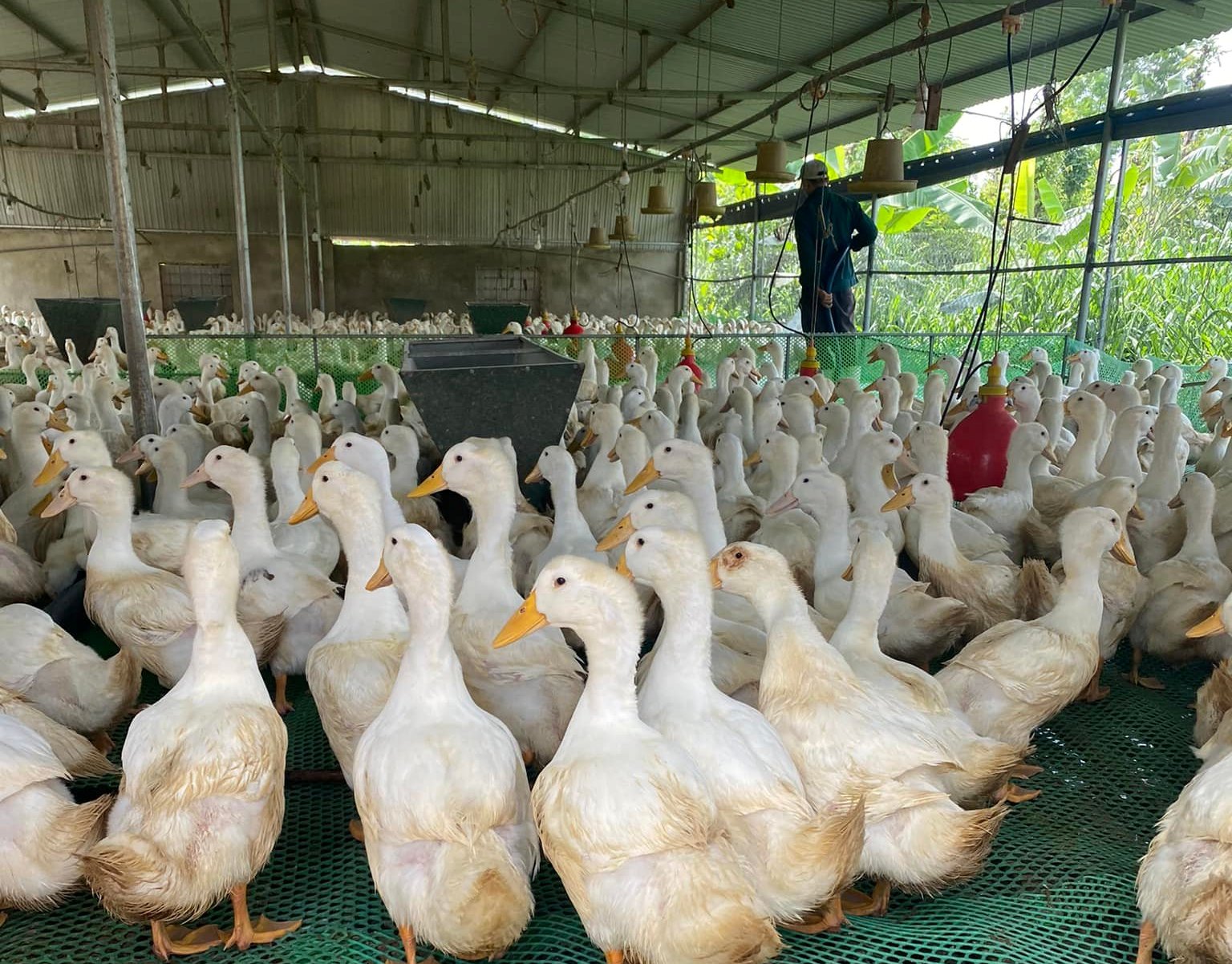 Giá gia cầm hôm nay 3/6: Giá gà, vịt ít biến động, chủ trại thiệt hại nặng vì liên tục mất điện - Ảnh 3.