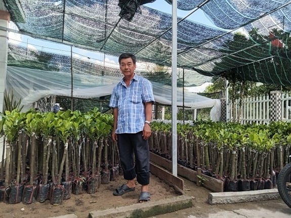 Trồng một thứ mít đang hot, ông nông dân Hậu Giang bán trái giá cao, bán cây mít giống thu tiền tỷ - Ảnh 1.