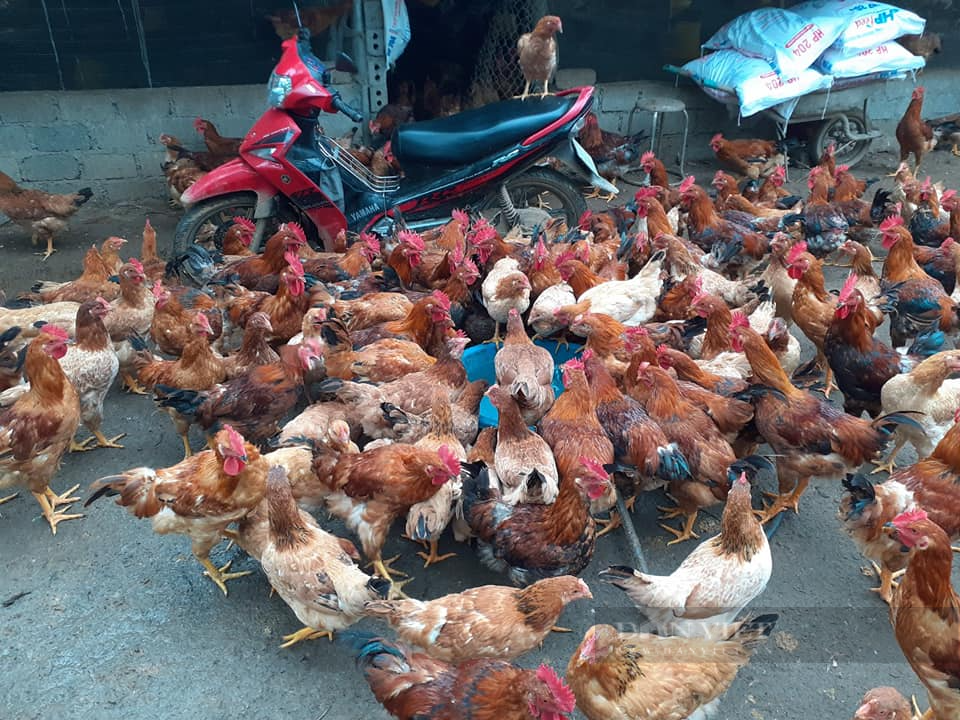 Giá gia cầm hôm nay 4/6: Vịt đẹp có vùng bán 38.000 đồng/kg, thời điểm thích hợp nuôi vịt chạy đồng - Ảnh 1.