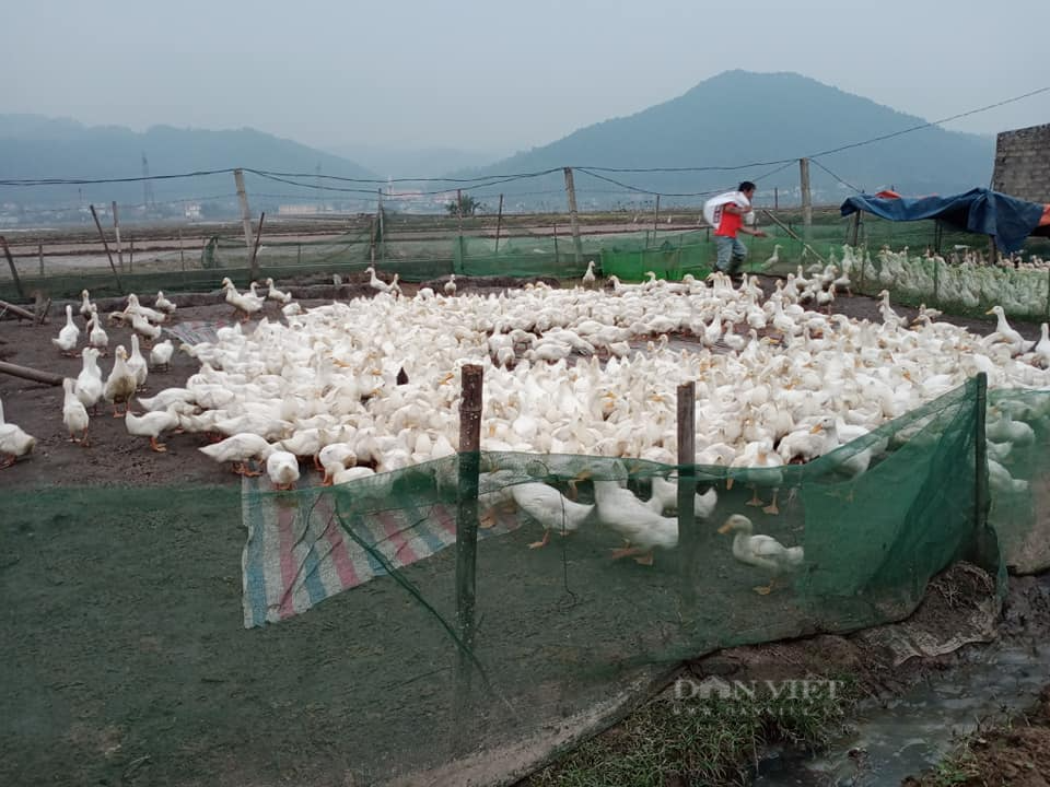 Giá gia cầm hôm nay 4/6: Vịt đẹp có vùng bán 38.000 đồng/kg, thời điểm thích hợp nuôi vịt chạy đồng - Ảnh 3.