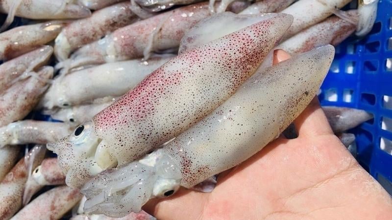 Dân biển chỉ cách chọn mực tươi ngon, không lo ngâm hóa chất - Tạp chí Doanh nghiệp Việt Nam - Ảnh 1.