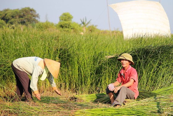 Một nghề ở Thanh Hóa, trời càng nắng càng phải lao ra đồng - Ảnh 10.