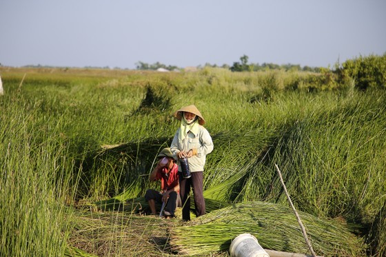 Một nghề ở Thanh Hóa, trời càng nắng càng phải lao ra đồng - Ảnh 11.