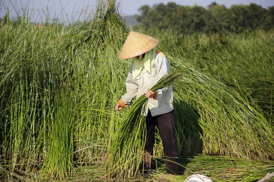 Một nghề ở Thanh Hóa, trời càng nắng càng phải lao ra đồng - Ảnh 4.