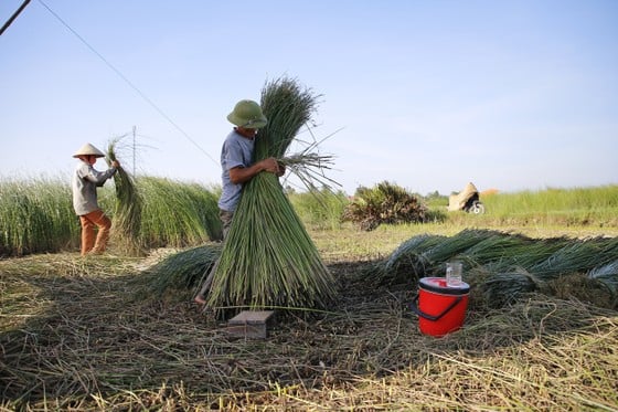 Một nghề ở Thanh Hóa, trời càng nắng càng phải lao ra đồng - Ảnh 6.