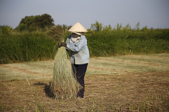 Một nghề ở Thanh Hóa, trời càng nắng càng phải lao ra đồng - Ảnh 7.