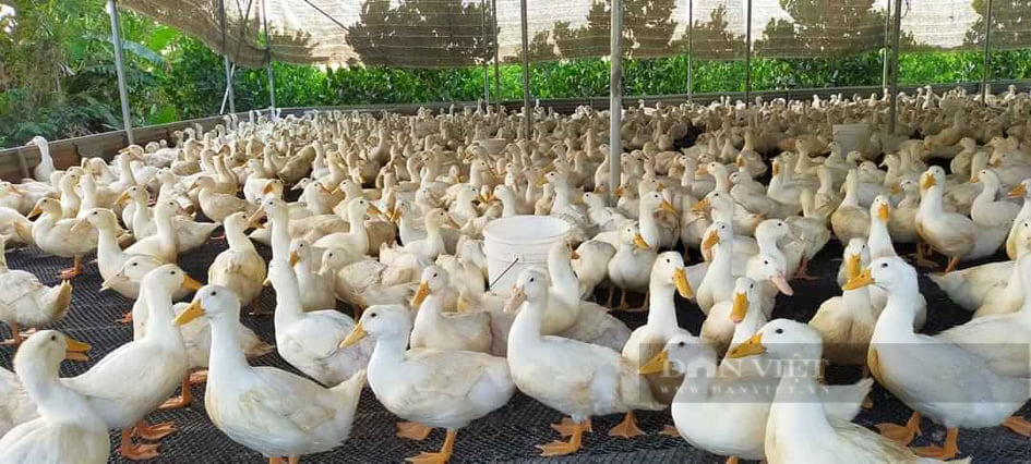 Giá gia cầm hôm nay 5/6: Gà, vịt bán chậm, Cục Chăn nuôi hướng dẫn cách chống nóng cho vật nuôi - Ảnh 1.