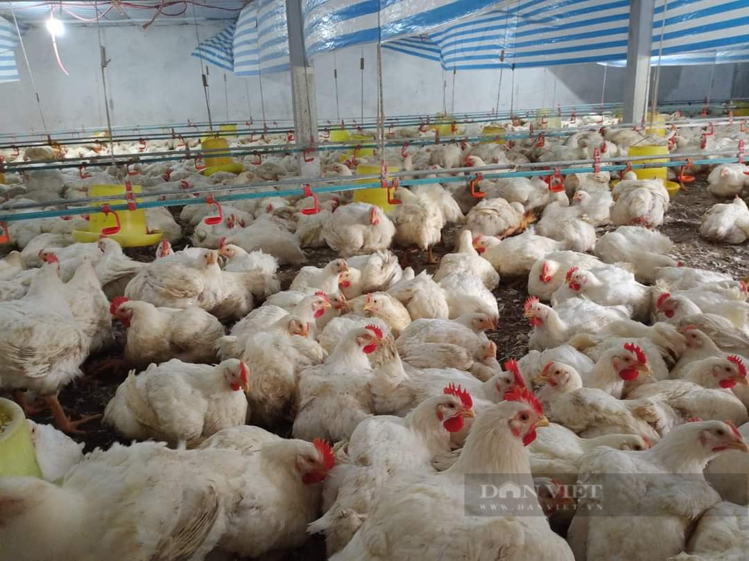 Giá gia cầm hôm nay 5/6: Gà, vịt bán chậm, Cục Chăn nuôi hướng dẫn cách chống nóng cho vật nuôi - Ảnh 3.