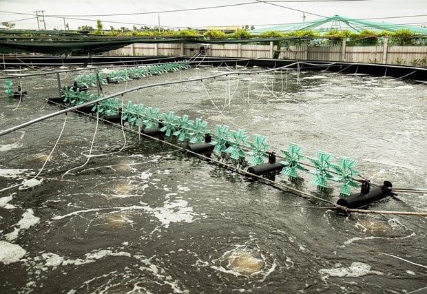 Nuôi tôm công nghệ cao ở Bến Tre, năng suất đạt 70-90 tấn/ha, thu lợi hơn 25 tỷ/năm - Ảnh 3.