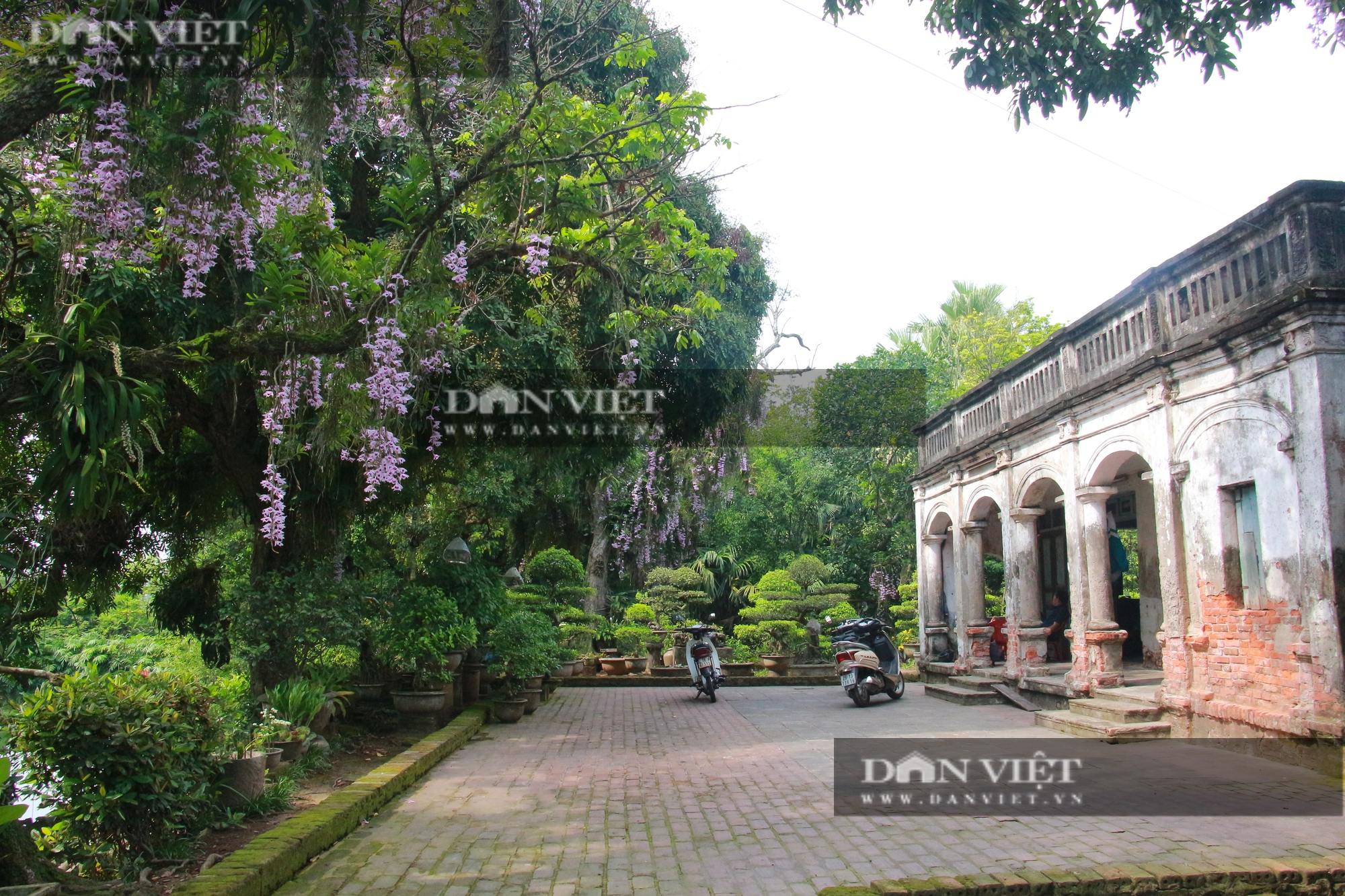 Nam Định: Du khách ngỡ ngàng khi nhìn thấy cây nhãn cổ &quot;nở&quot; kín hoa lan - Ảnh 8.