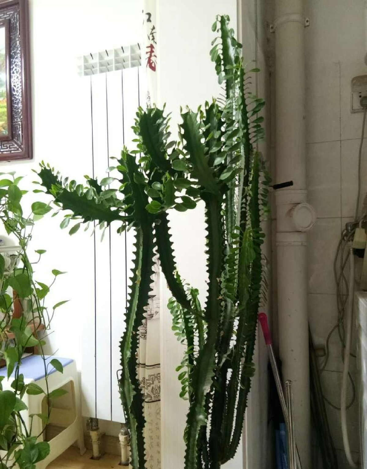 Một loại cây cảnh &quot;cát tường&quot;, chịu hạn tốt, dáng &quot;chọc trời&quot;, trồng trong nhà nửa năm đã cao cả mét - Ảnh 5.