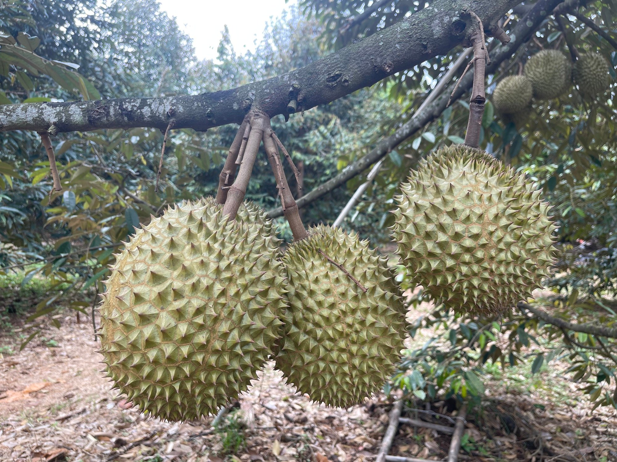 Lễ hội trái cây Long Khánh 2023: Đưa sầu riêng, măng cụt, chôm chôm &quot;xịn&quot; đến với du khách - Ảnh 3.