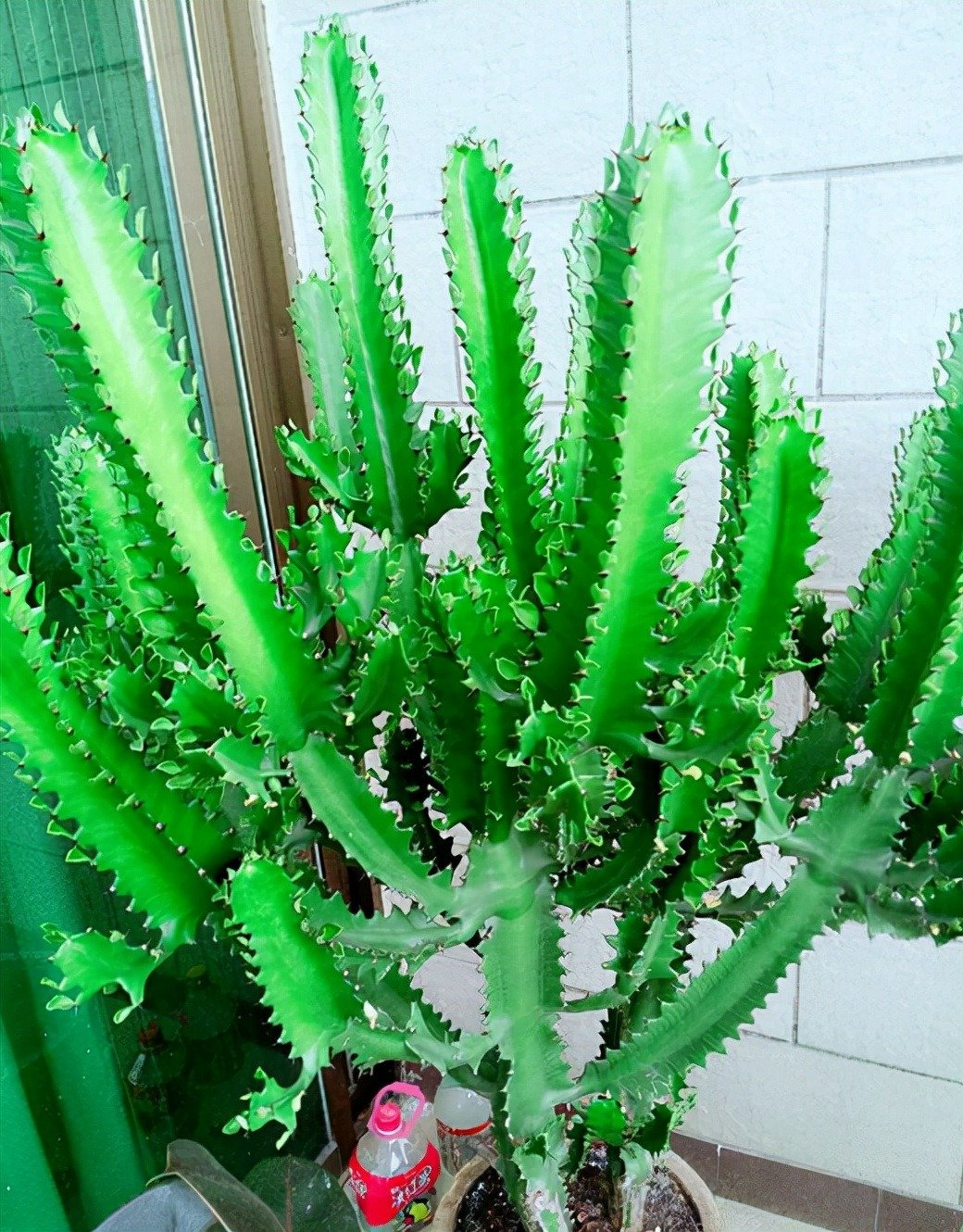 Một loại cây cảnh &quot;cát tường&quot;, chịu hạn tốt, dáng &quot;chọc trời&quot;, trồng trong nhà nửa năm đã cao cả mét - Ảnh 1.