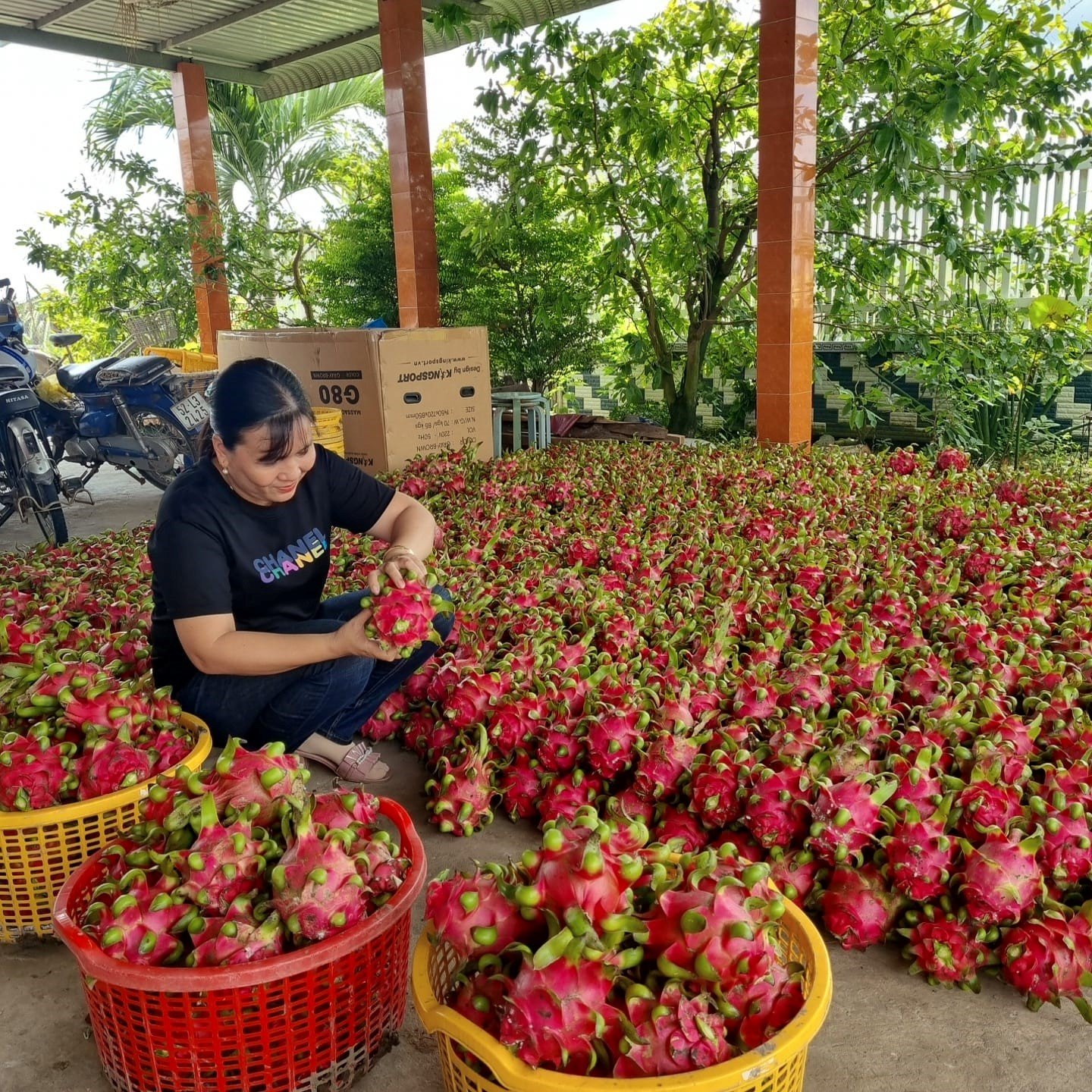Long An: Thị trường thanh long tăng giá, nhà vườn mừng vui trở lại - Ảnh 1.