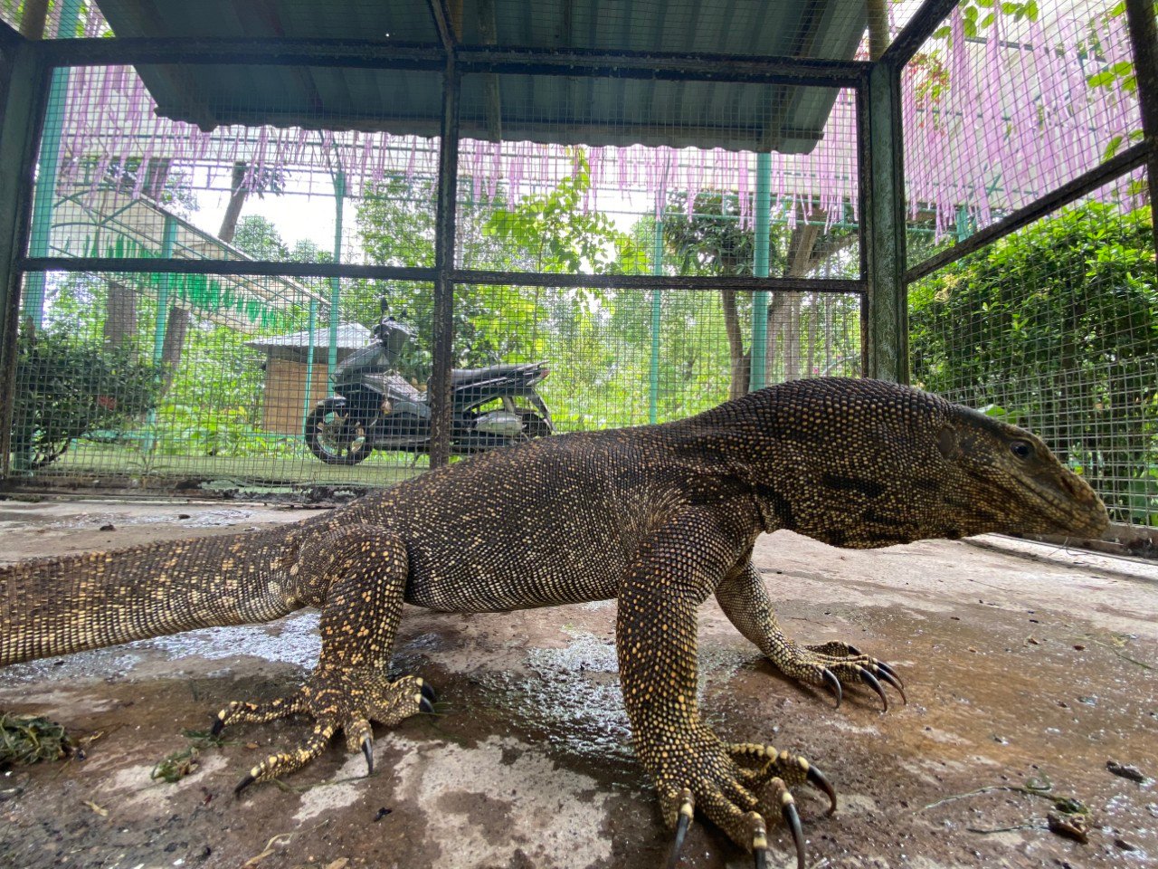 Một con kỳ đà &quot;khủng&quot; lạc vào khu du lịch ở Khánh Hòa - Ảnh 1.