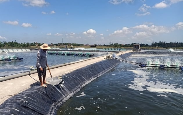 Nuôi tôm công nghệ cao ba giai đoạn, một nông dân Hà Tĩnh lãi tiền tỷ - Ảnh 1. Nuôi tôm công nghệ cao ba giai đoạn, một nông dân Hà Tĩnh lãi tiền tỷ - Ảnh 1.