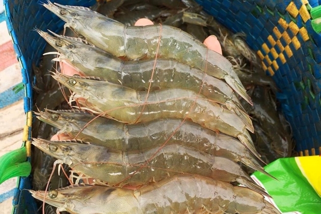 Nuôi tôm công nghệ cao ba giai đoạn, một nông dân Hà Tĩnh lãi tiền tỷ - Ảnh 3. Nuôi tôm công nghệ cao ba giai đoạn, một nông dân Hà Tĩnh lãi tiền tỷ - Ảnh 3.
