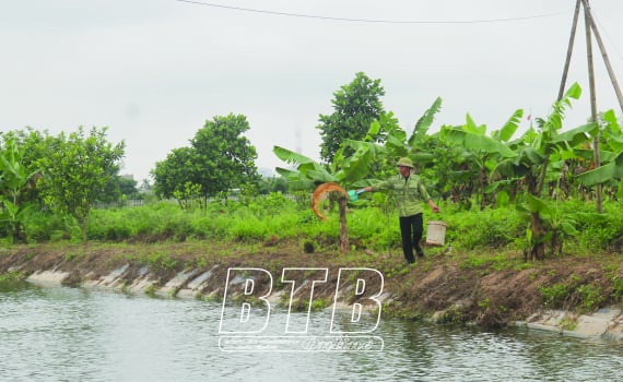 Ở Thái Bình, nông dân nuôi cá mè nhiều bán đi đâu, để làm gì, sao đây lại là mô hình nông nghiệp tuần hoàn? - Ảnh 1.