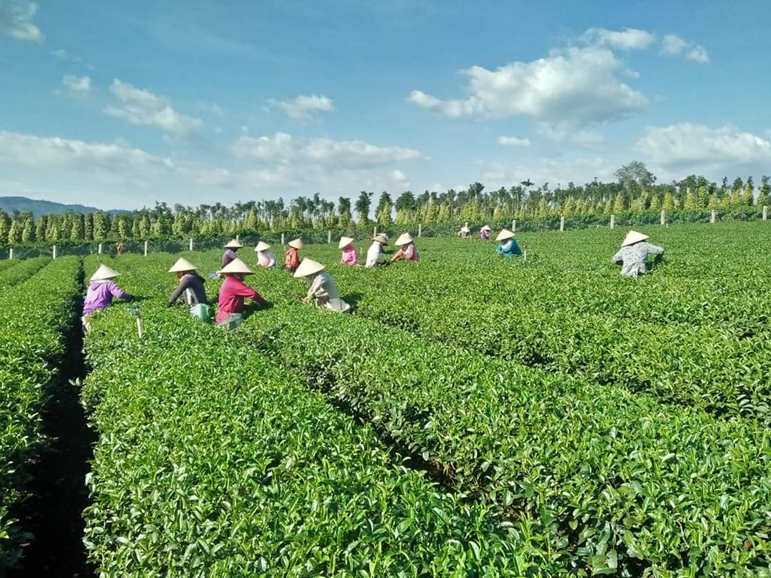 Yêu cầu 5 doanh nghiệp báo cáo tình hình xuất khẩu, sử dụng hóa chất nhuộm chè - Ảnh 1.