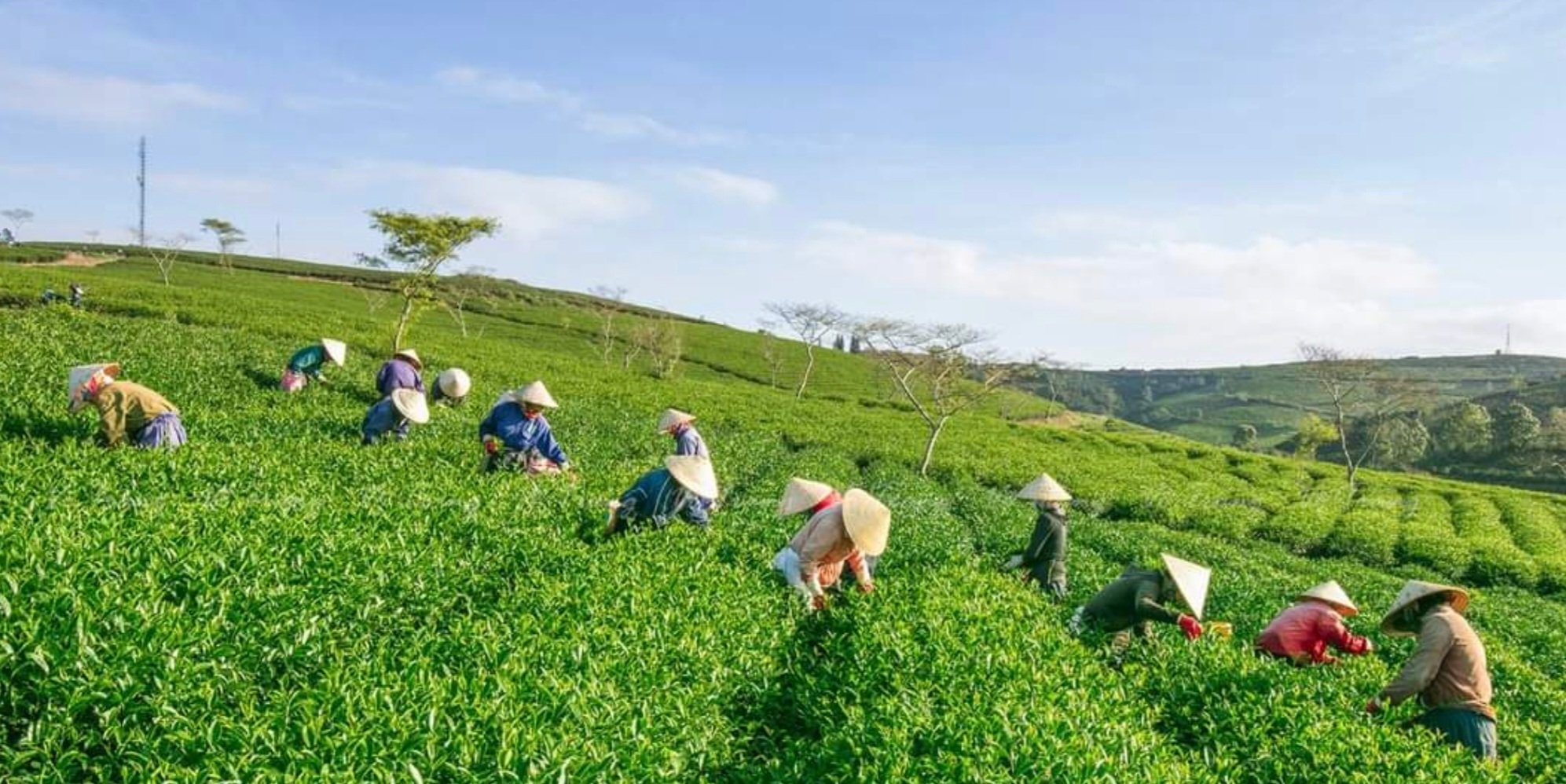 Yêu cầu 5 doanh nghiệp báo cáo tình hình xuất khẩu, sử dụng hóa chất nhuộm chè - Ảnh 2.