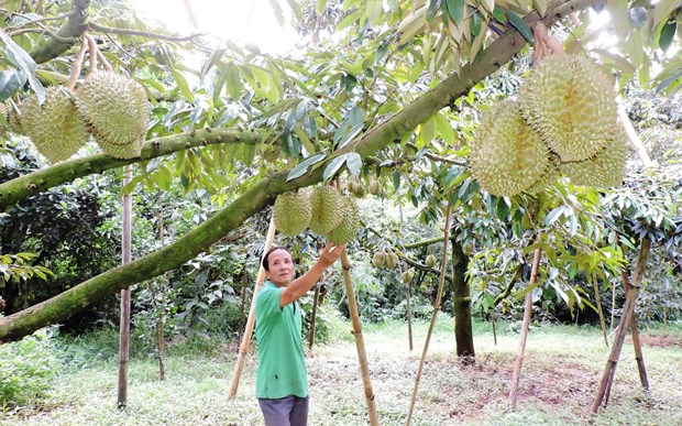 Phát triển 'nóng&quot; các loại nông sản ở Tây Nguyên: Đâu là giải pháp?  - Ảnh 1.