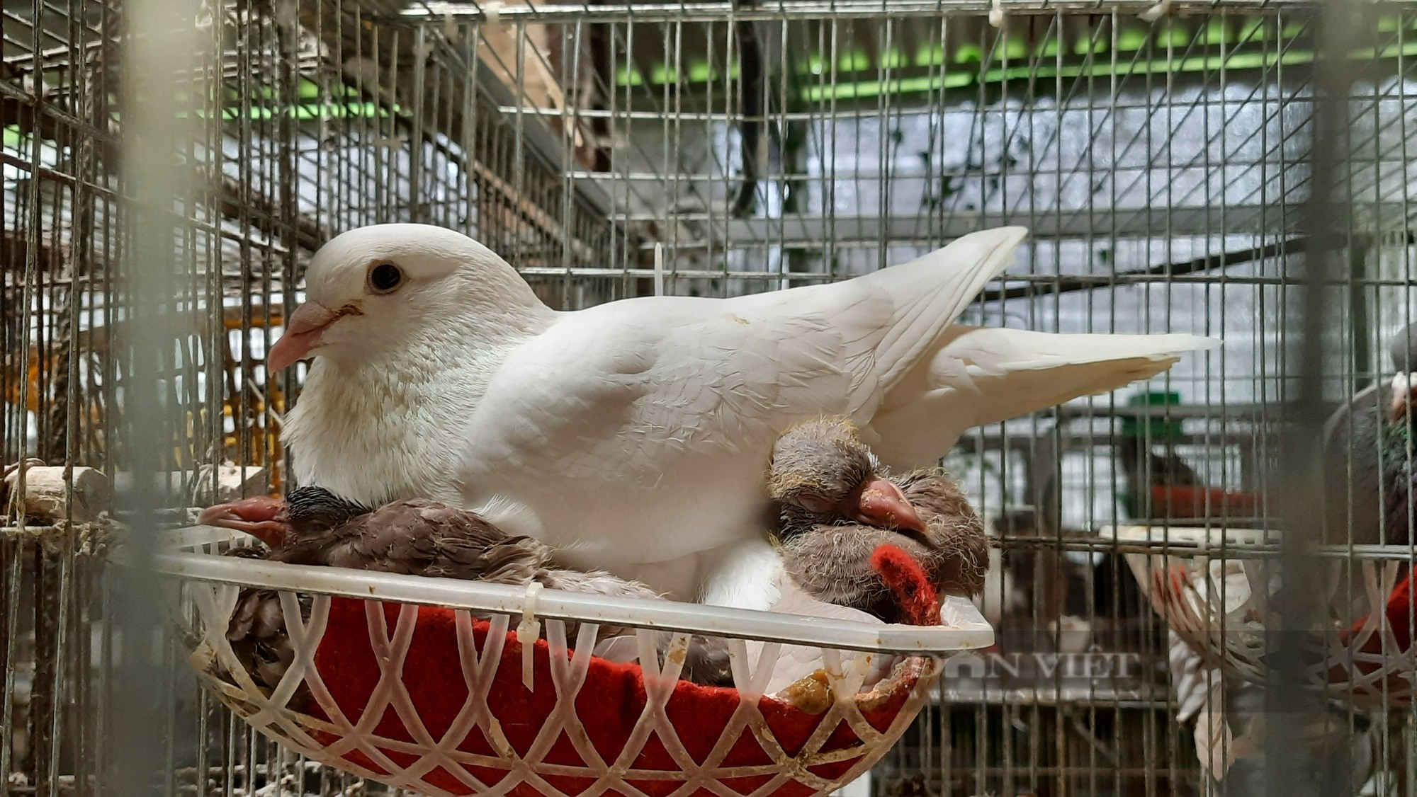 Tạo thương hiệu “bánh lọc nhân bồ câu Quảng Trị”, giúp nông dân thoát nghèo, tại sao không? - Ảnh 2.