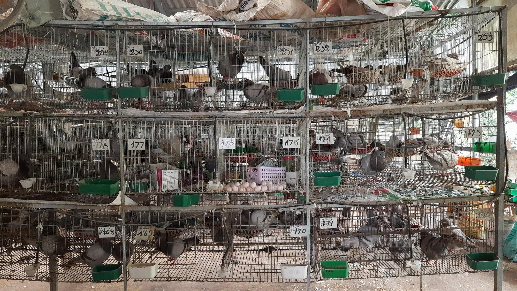 Tạo thương hiệu “bánh lọc nhân bồ câu Quảng Trị”, giúp nông dân thoát nghèo, tại sao không? - Ảnh 3.
